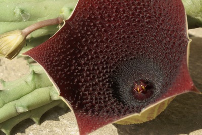Huernia keniensis