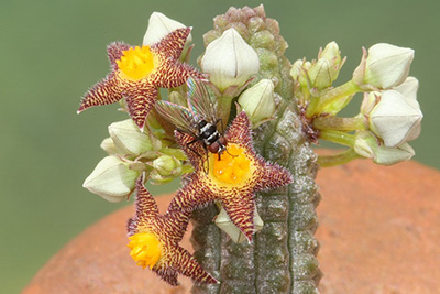 Notechidnopsis tessellata